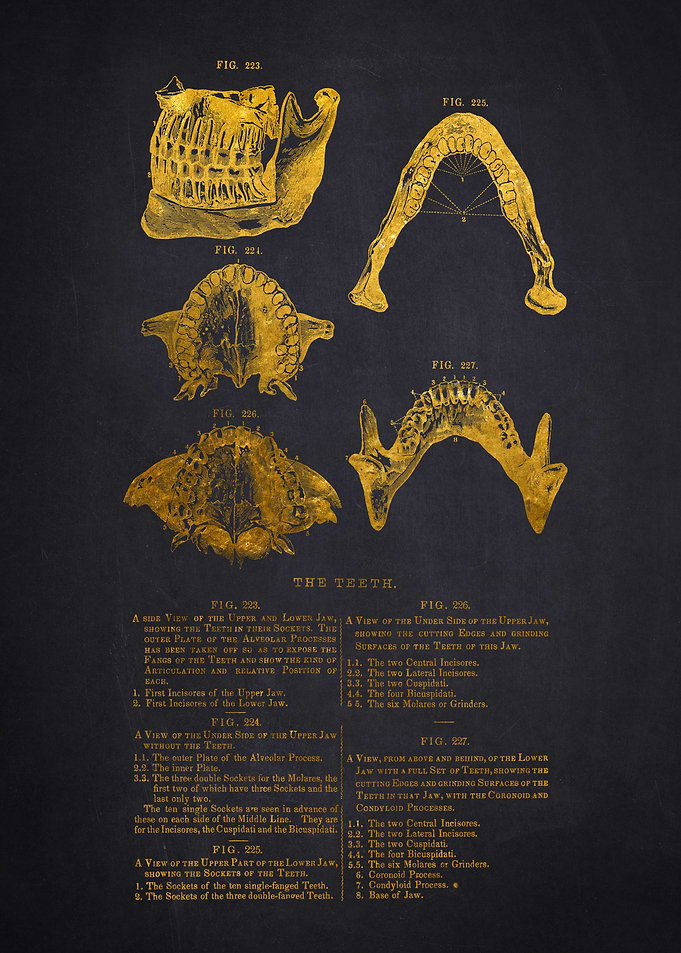 Mouth and Teeth Anatomical Illustration