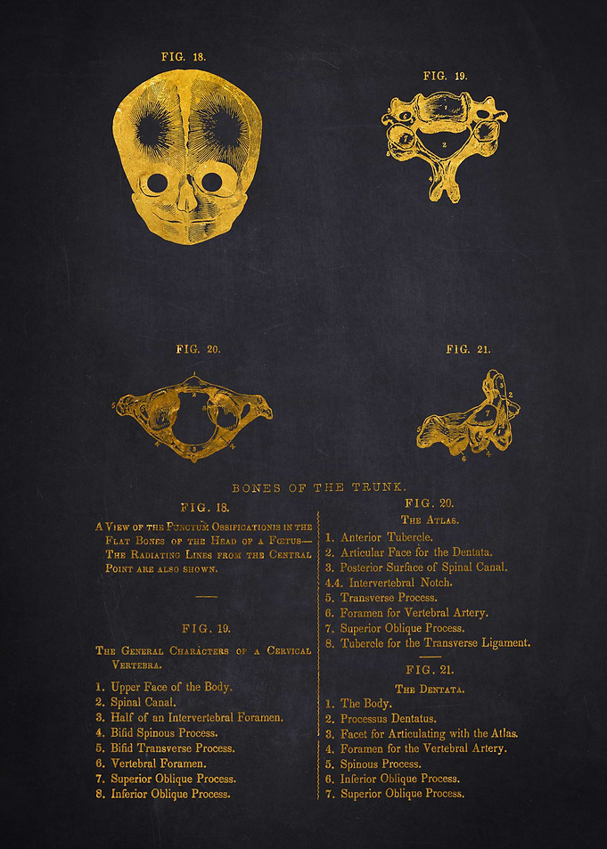Human Skull and Vertebrae