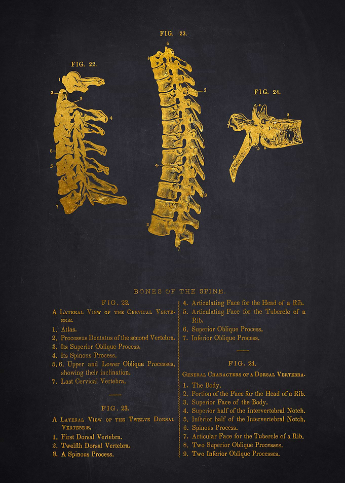 Human Spine Anatomy Diagram