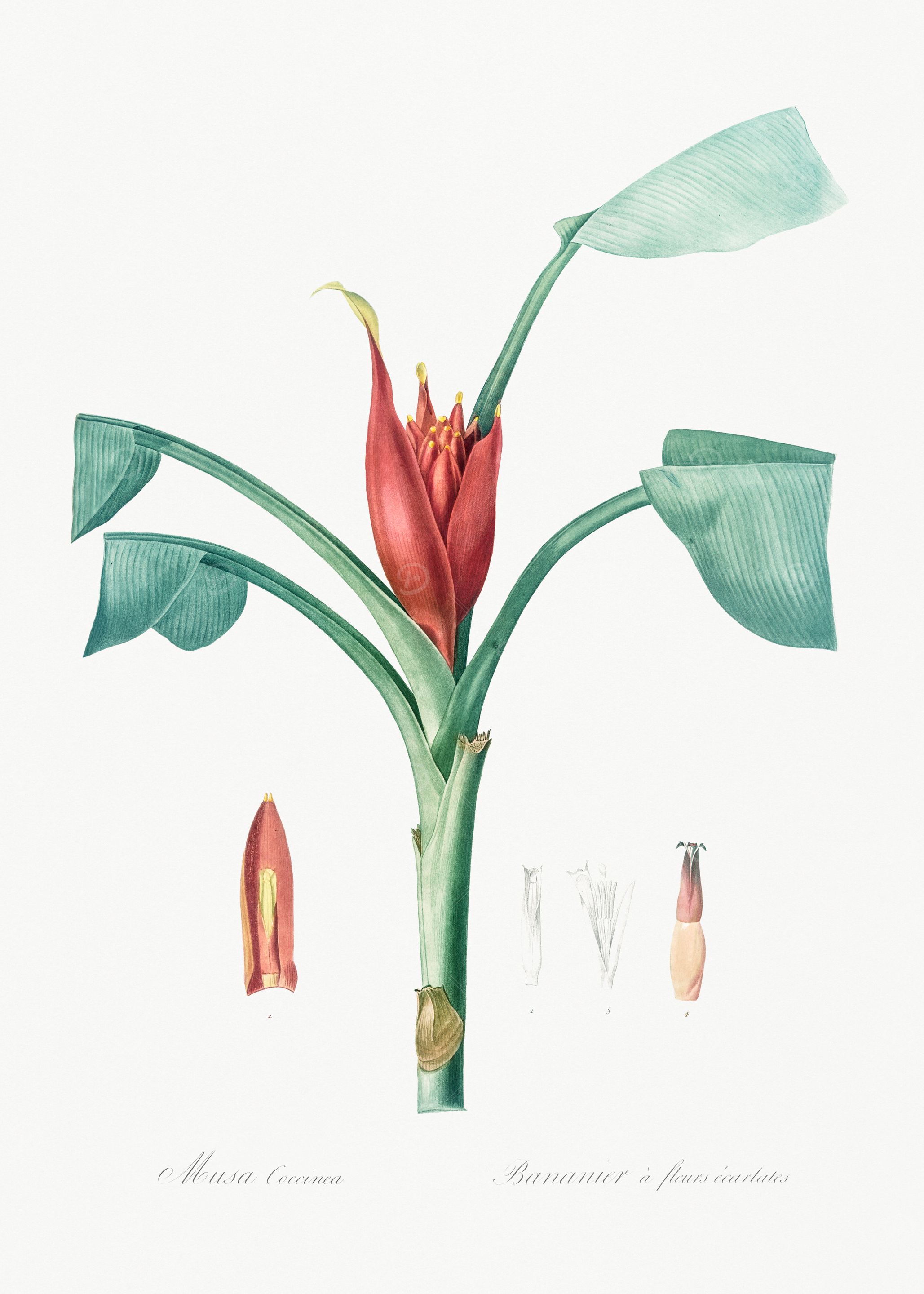 Banana Flower Illustration