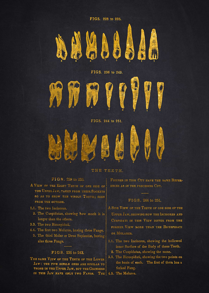 Vintage Dental Chart