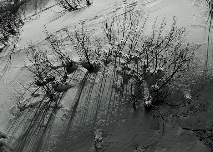 Winter Trees and Shadows