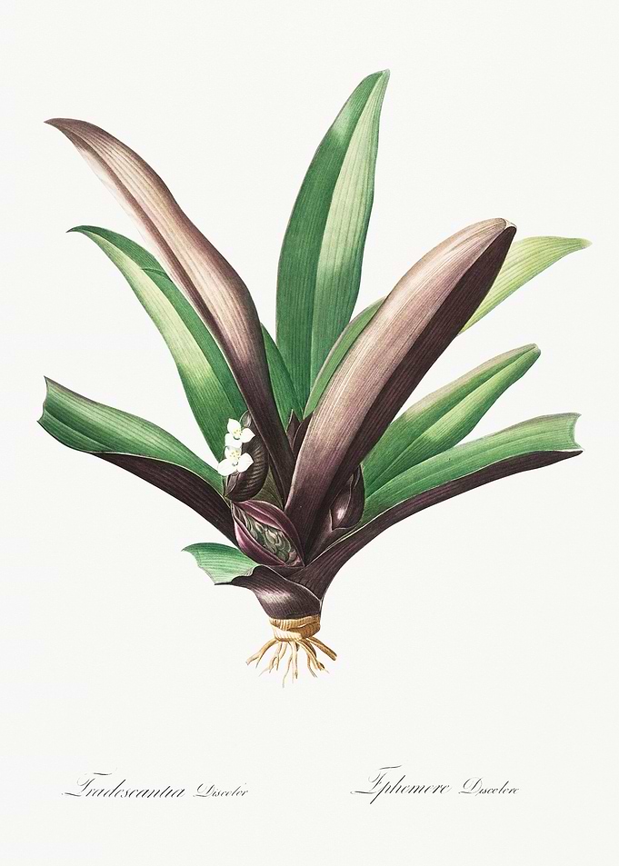 Tradescantia Botanical Illustration