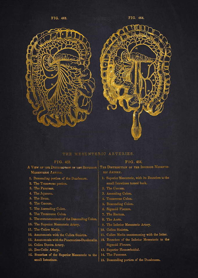 Vintage Human Anatomy Illustration