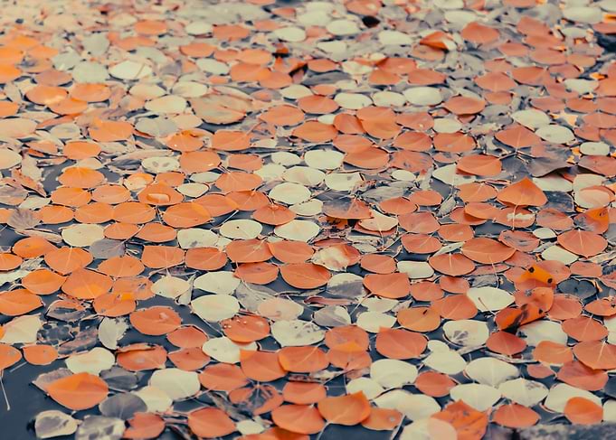 Autumn Leaves on Water