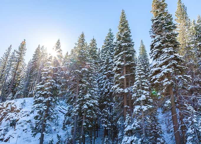 Snowy Pine Forest