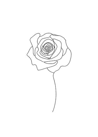 Single Line Rose