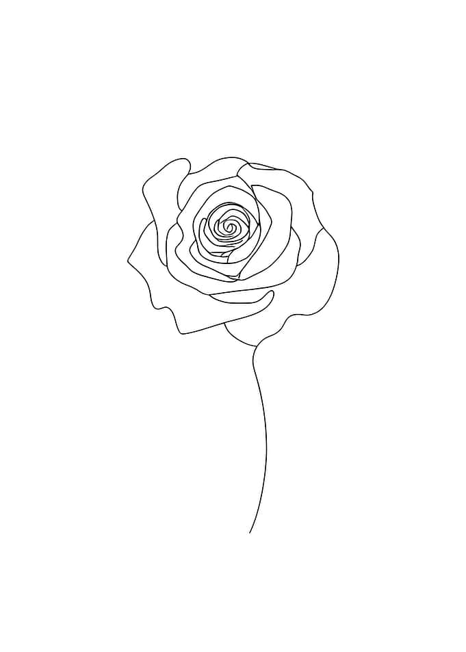 Single Line Rose