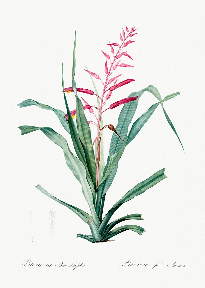 Pitcairnia Bromeliafolia Illustration