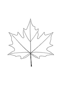 Maple Leaf Outline