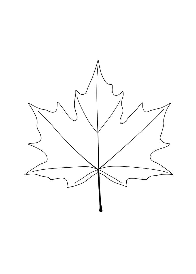 Maple Leaf Outline