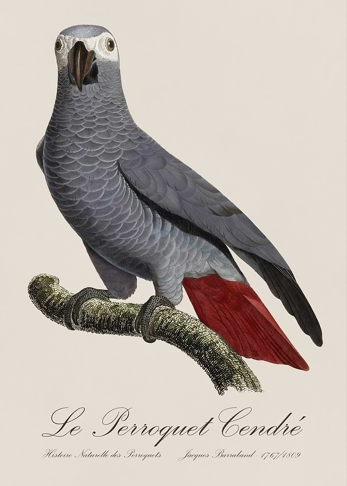 African Grey Parrot / Le Perroquet Cendre - Jacques Barraband 19th century Natural History Illustration
