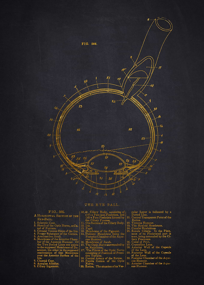 The Eye Ball Anatomy Print
