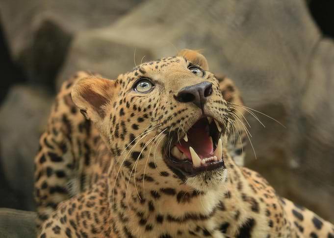 Leopard Roaring