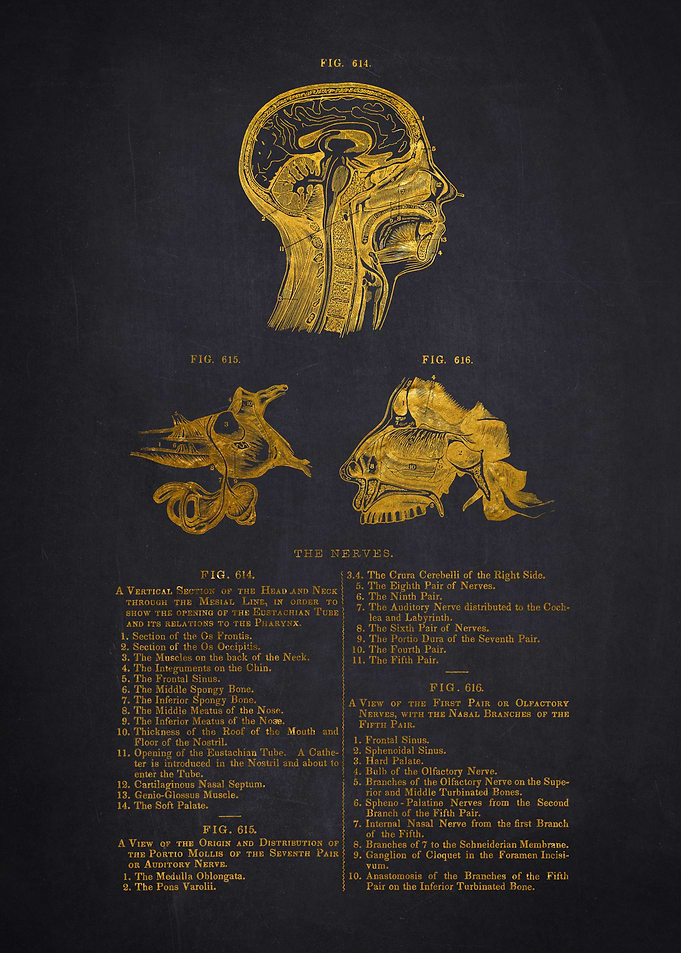 Vintage Anatomy Illustration