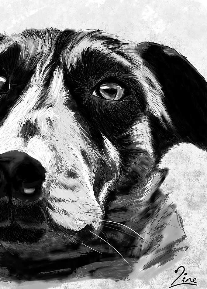 Dog Portrait in Black and White