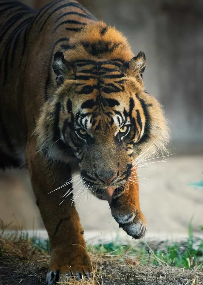 Tiger Close-Up