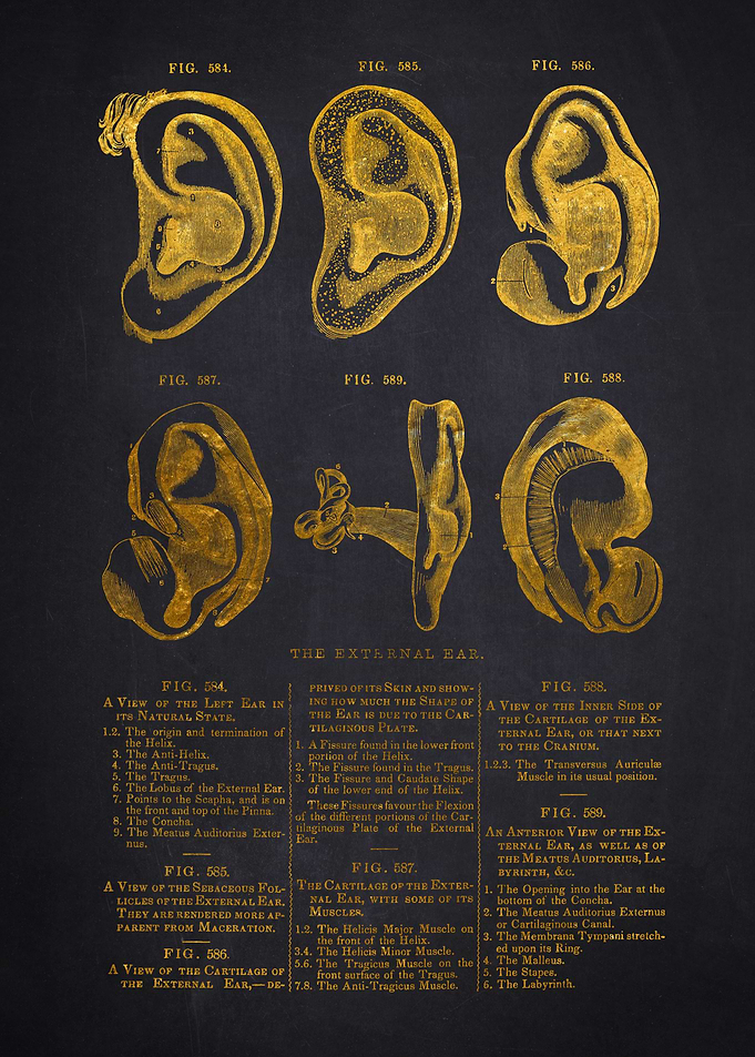 Vintage Ear Anatomy Illustration