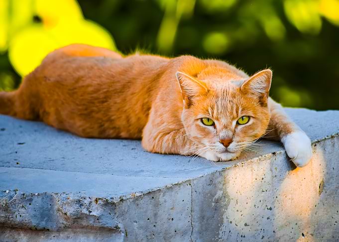 Orange Tabby Cat Relaxing