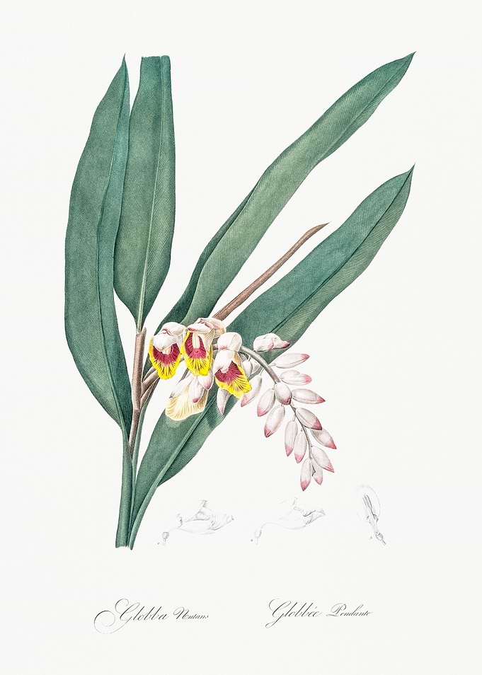 Globbea Flower Illustration