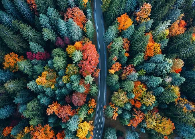 Autumn Forest Aerial View Landscape