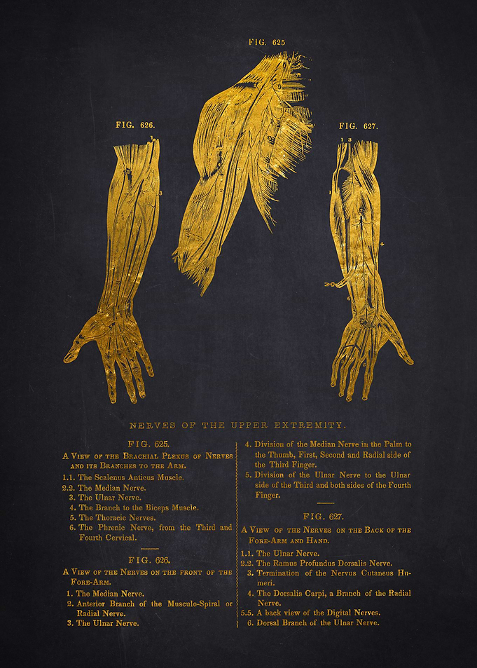 Vintage Anatomy Illustration