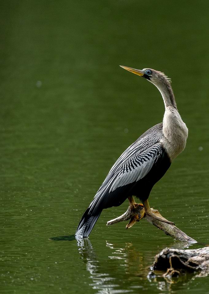 Anhinga Bird on Branch