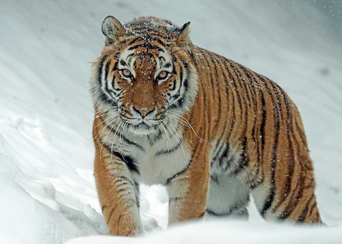 Tiger in Snow