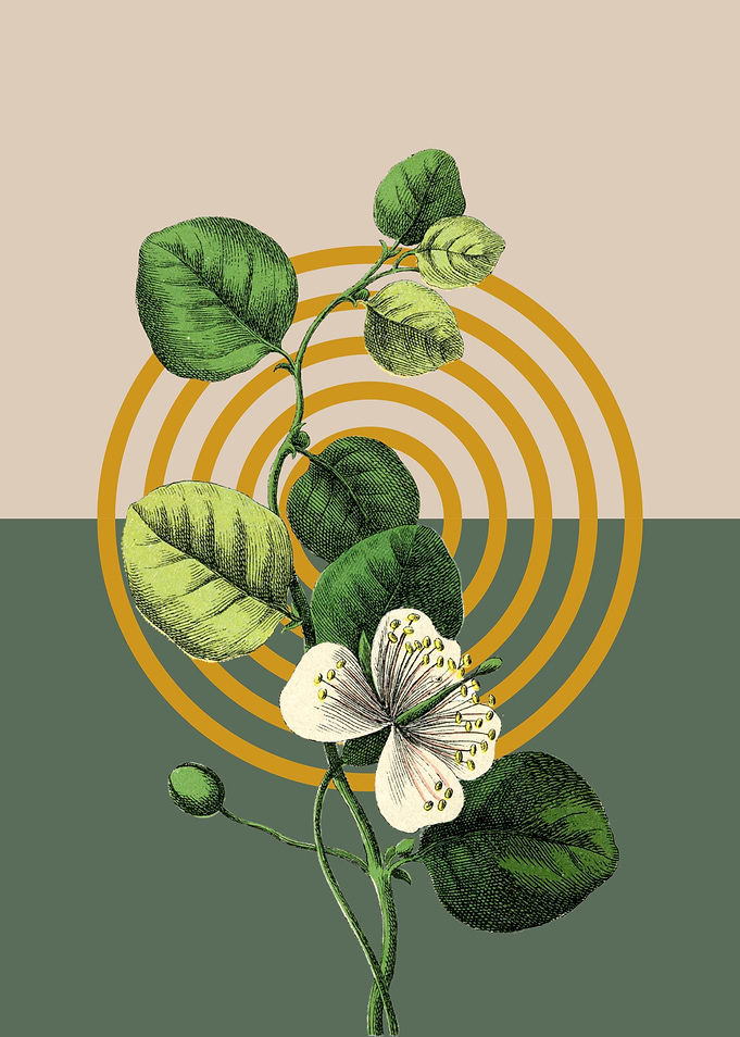 Floral Botanical Illustration