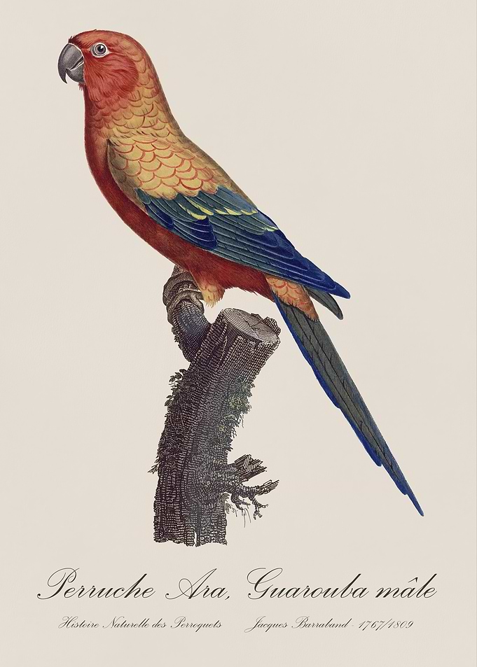 Sun parakeet or Sun Conure / Perruche Ara, Guarouba male - Jacques Barraband 19th century Natural History Illustration