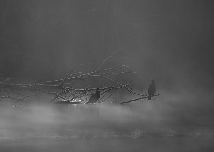 Cormorants in Fog