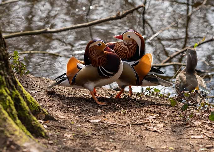 Mandarin Ducks by the Water