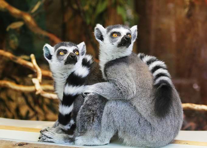 Two Lemurs Sitting