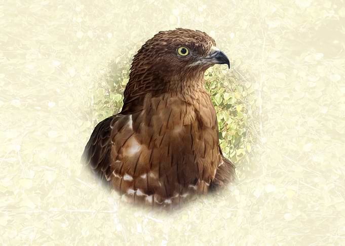 Honey buzzard Portrait