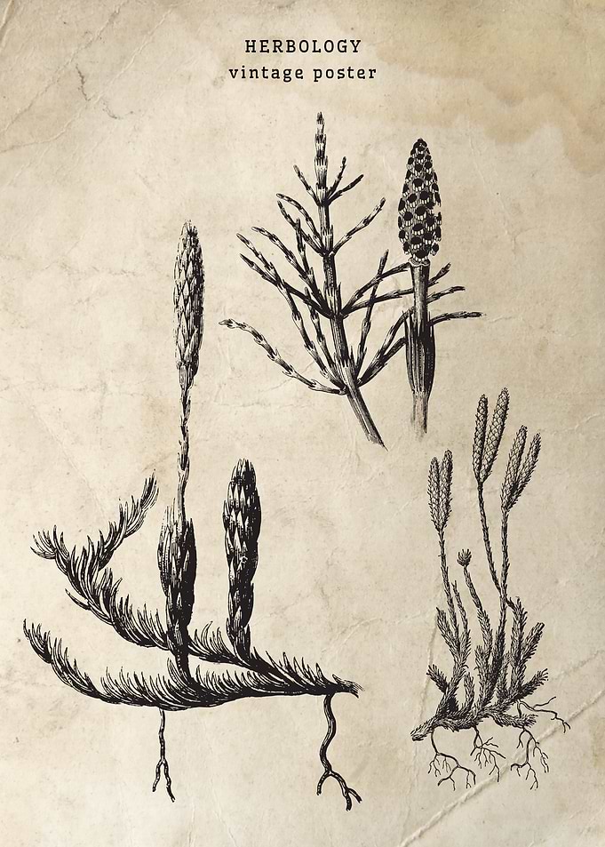 Herbology Vintage Poster