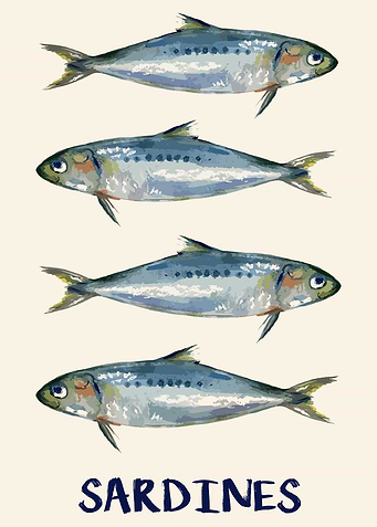 Sardines Illustration