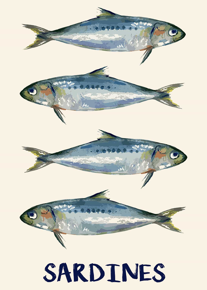 Sardines Illustration