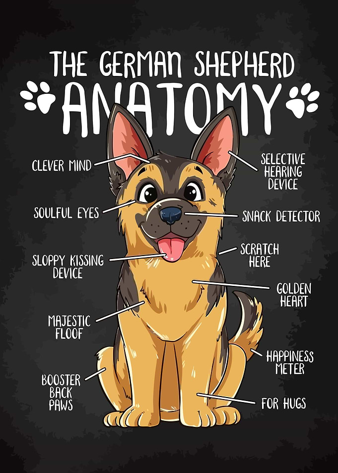 German Shepherd Anatomy