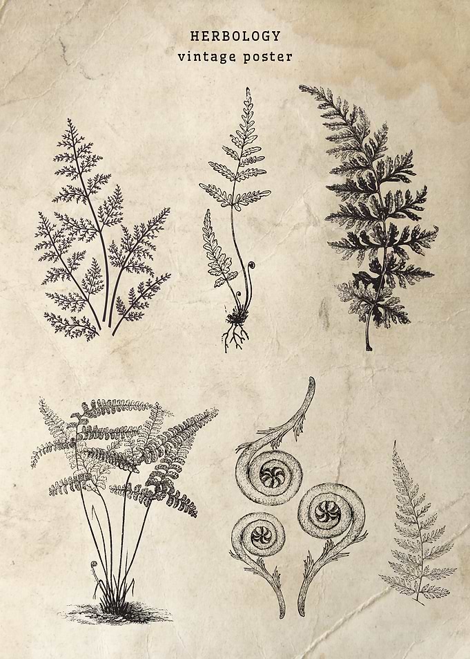 Herbology Vintage Poster