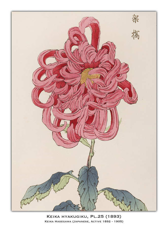 Pink Chrysanthemum Illustration