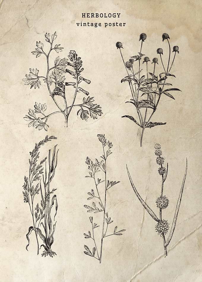 Herbology Vintage Poster
