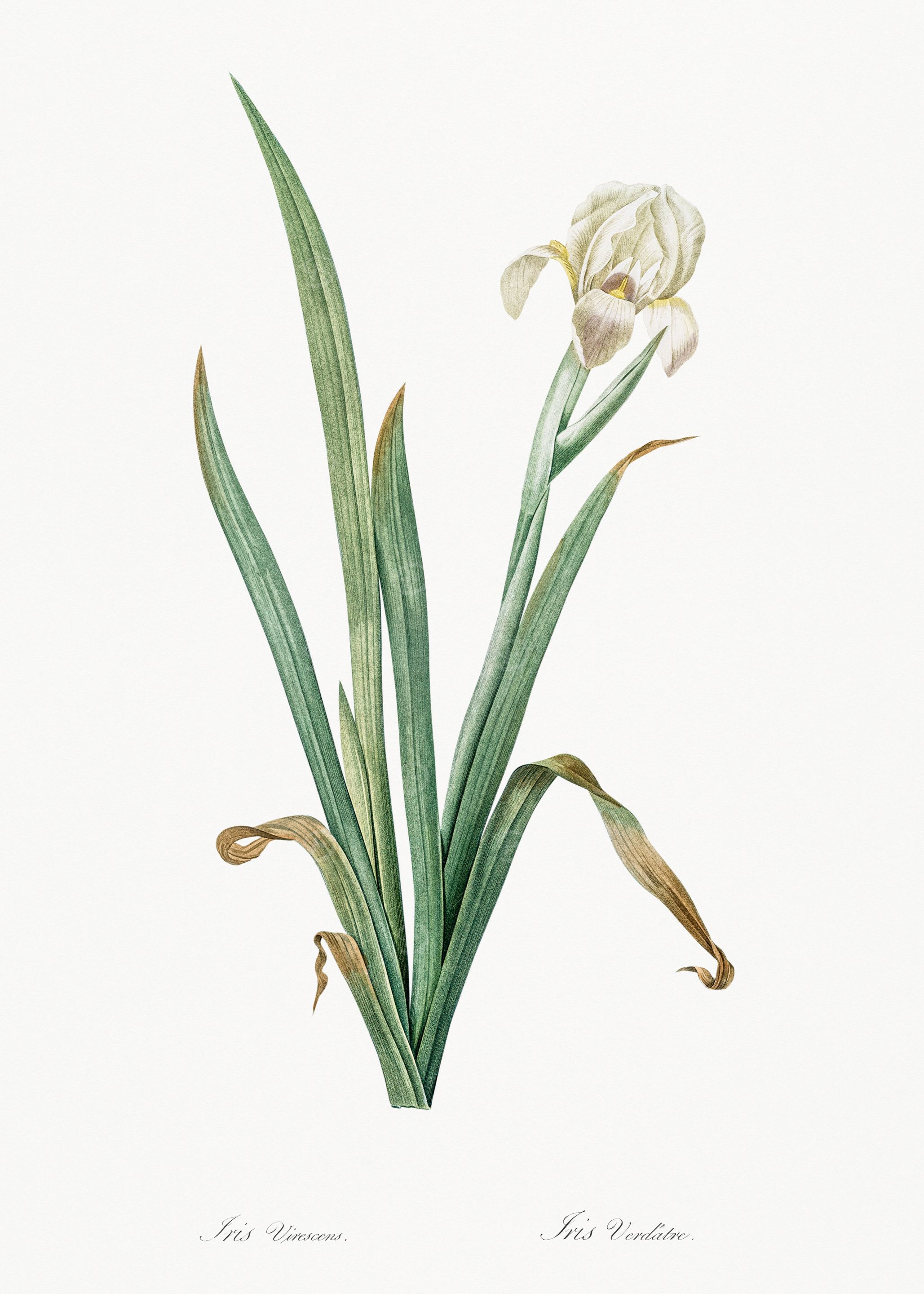 White Iris Flower Illustration