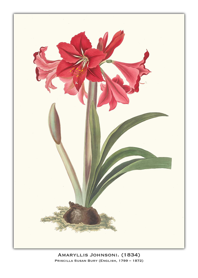 Amaryllis Johnsoni Botanical Illustration