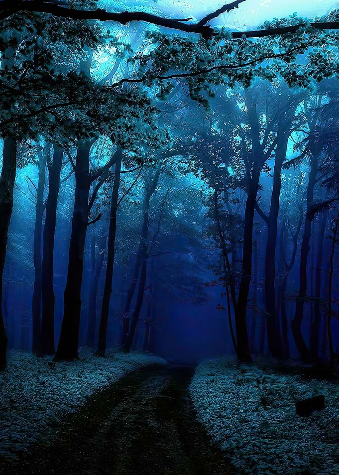 Blue Forest Path