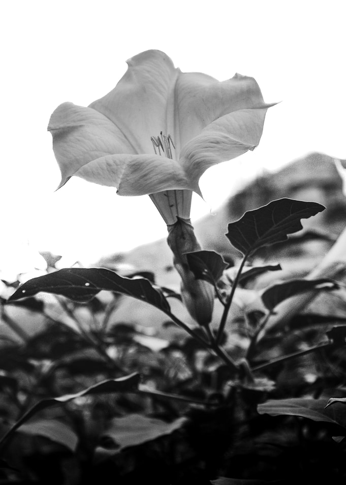 Moon Flower