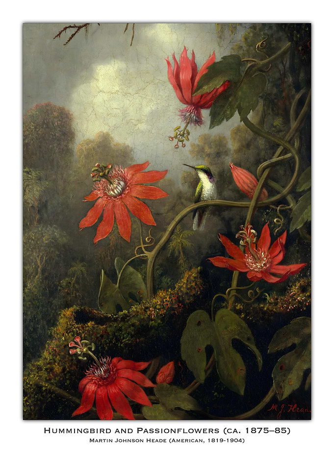 Hummingbird and Passionflowers
