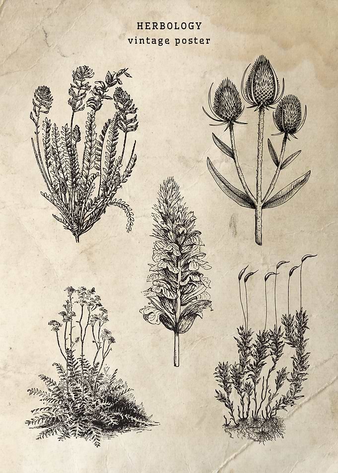 Herbology Vintage Poster