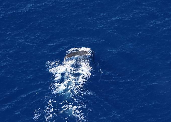 Whale Tail
