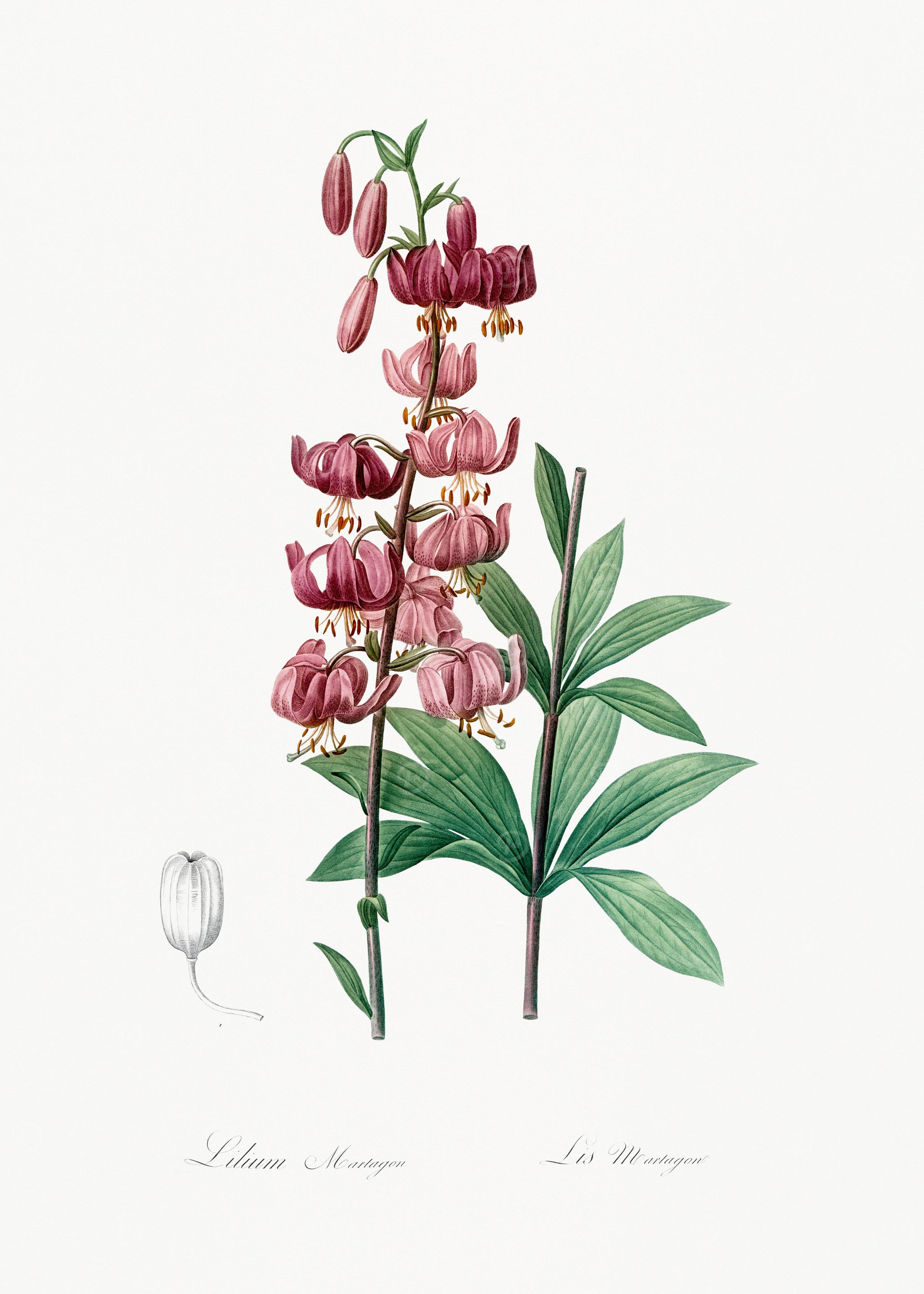 Lilium Martagon Flower Illustration