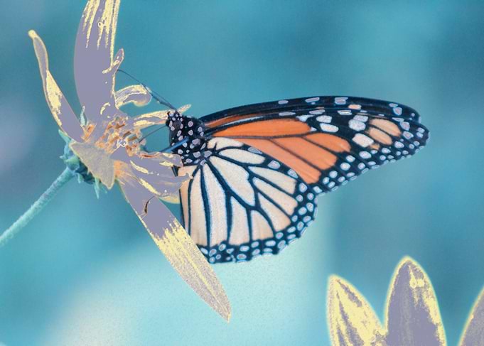 Monarch Butterfly on Flower